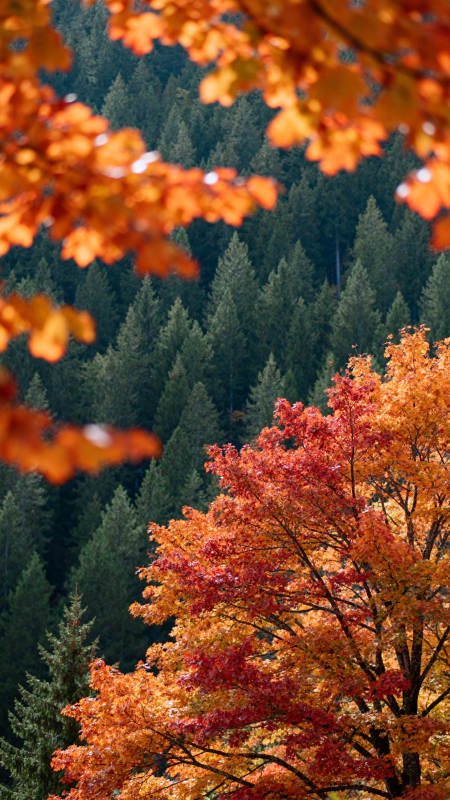 秋林红叶映翠峰图片