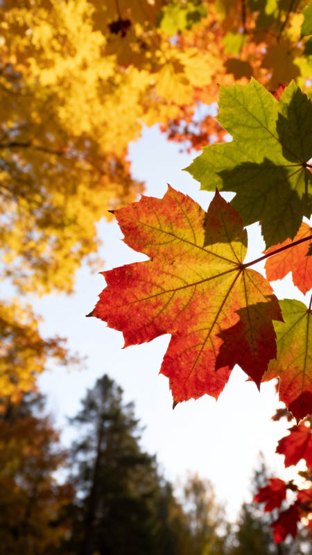 秋叶映天光图片