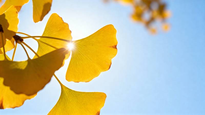 秋叶映阳光图片