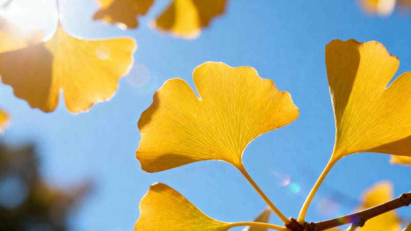 银杏叶在阳光下图片