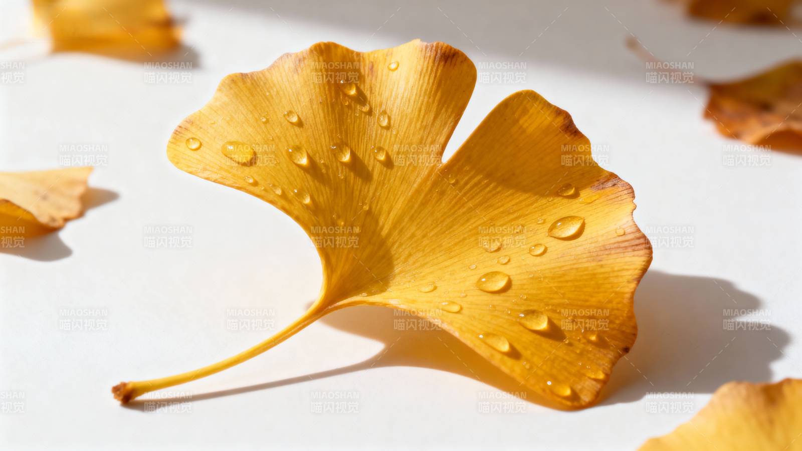 秋叶上的露珠图片