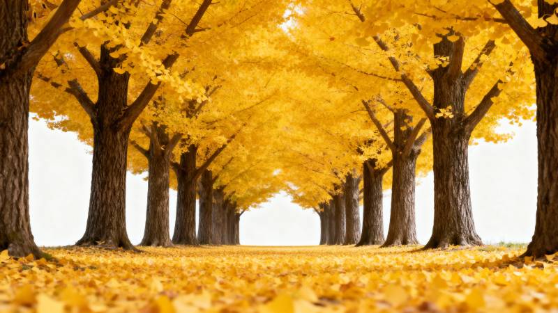 金秋林荫道图片