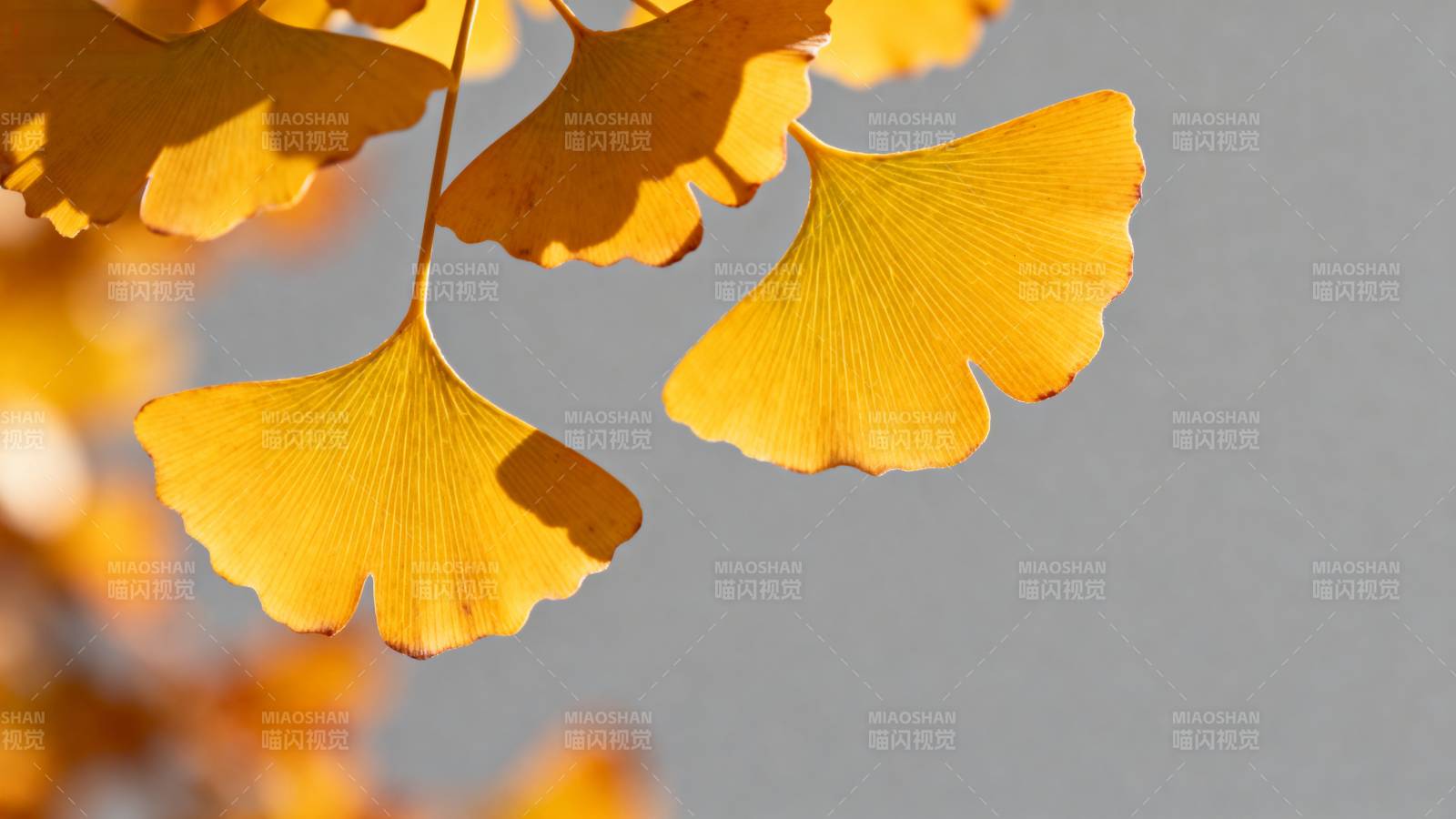 银杏叶黄秋意浓图片