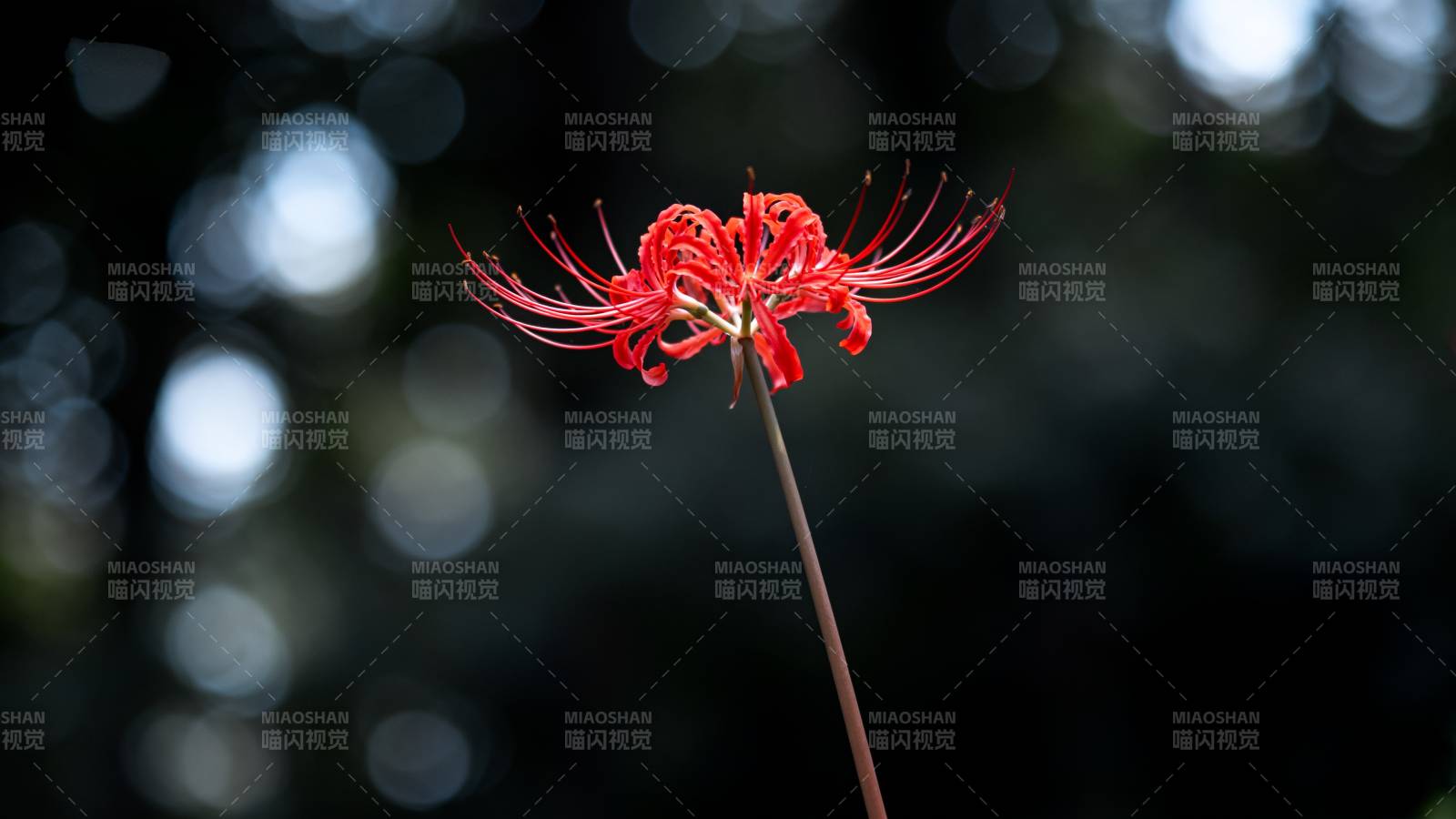 彼岸花绽放图片