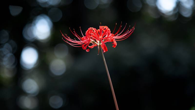 彼岸花绽放图片