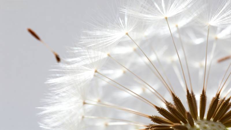 蒲公英飘飞图片