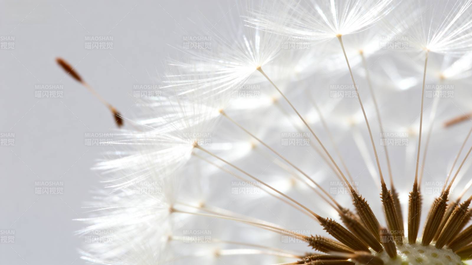 蒲公英飘飞图片