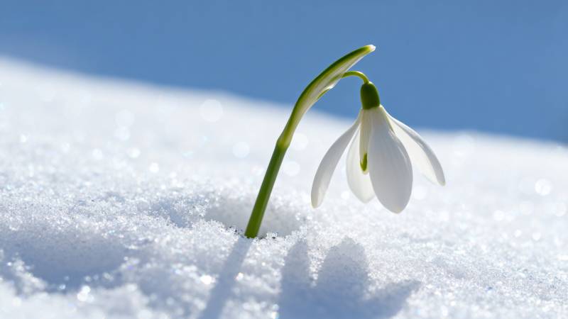 雪中绽放的雪花莲图片