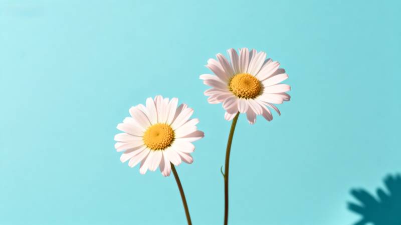 雏菊绽放 清新自然图片