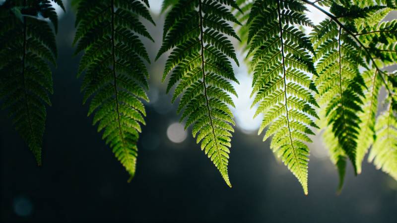 蕨叶光影图片