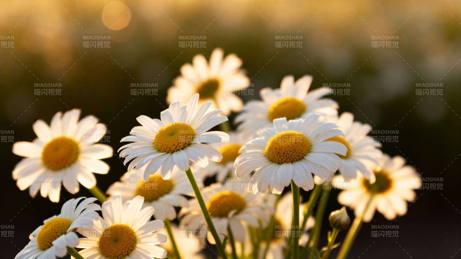 雏菊绽放 阳光明媚图片