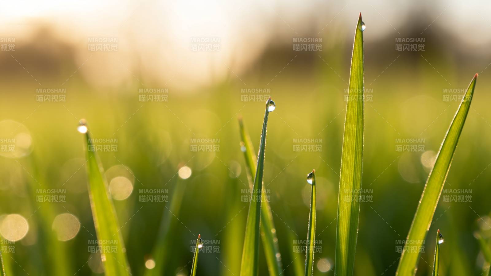 晨露草尖图片