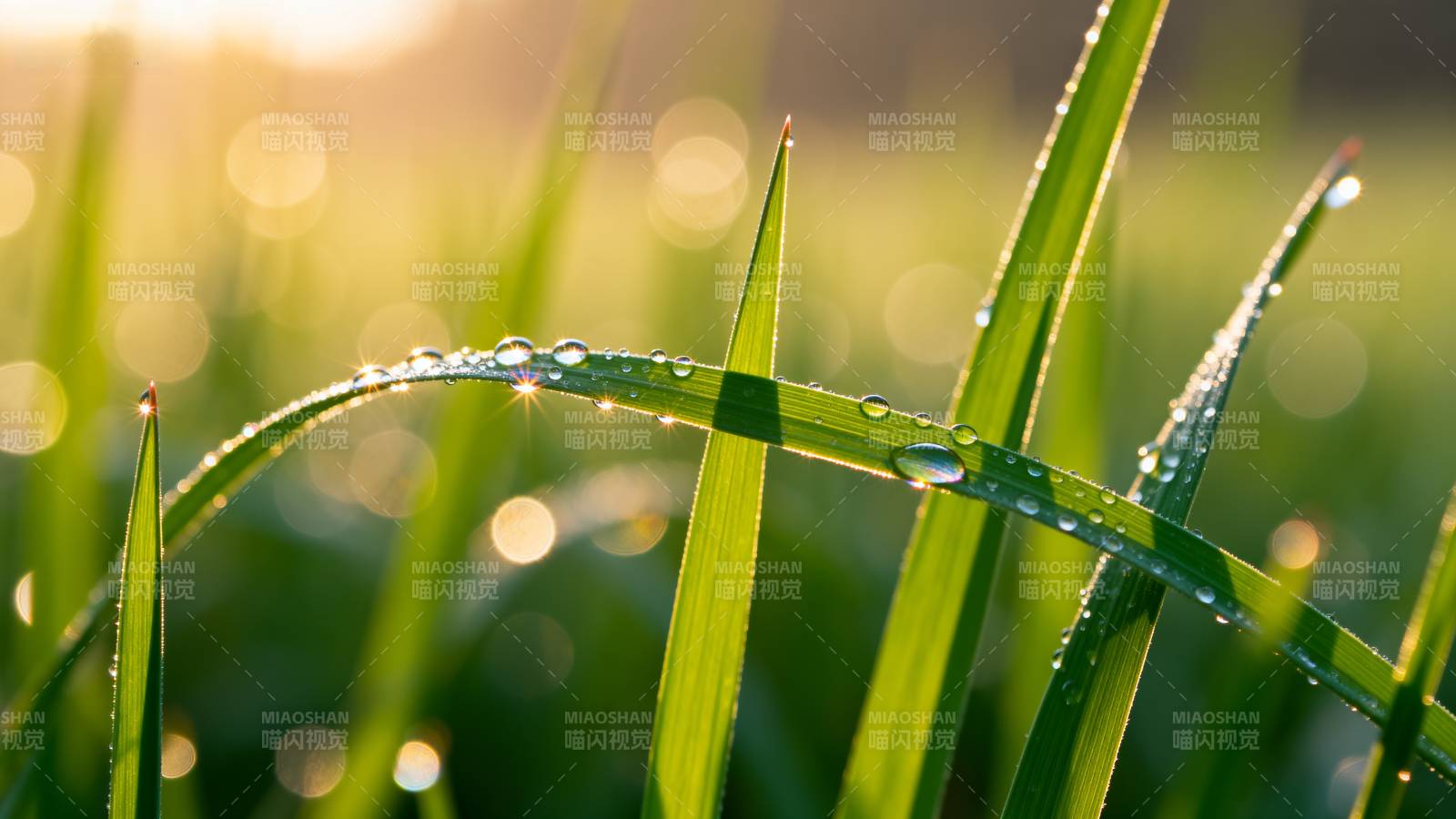 晨露草尖图片