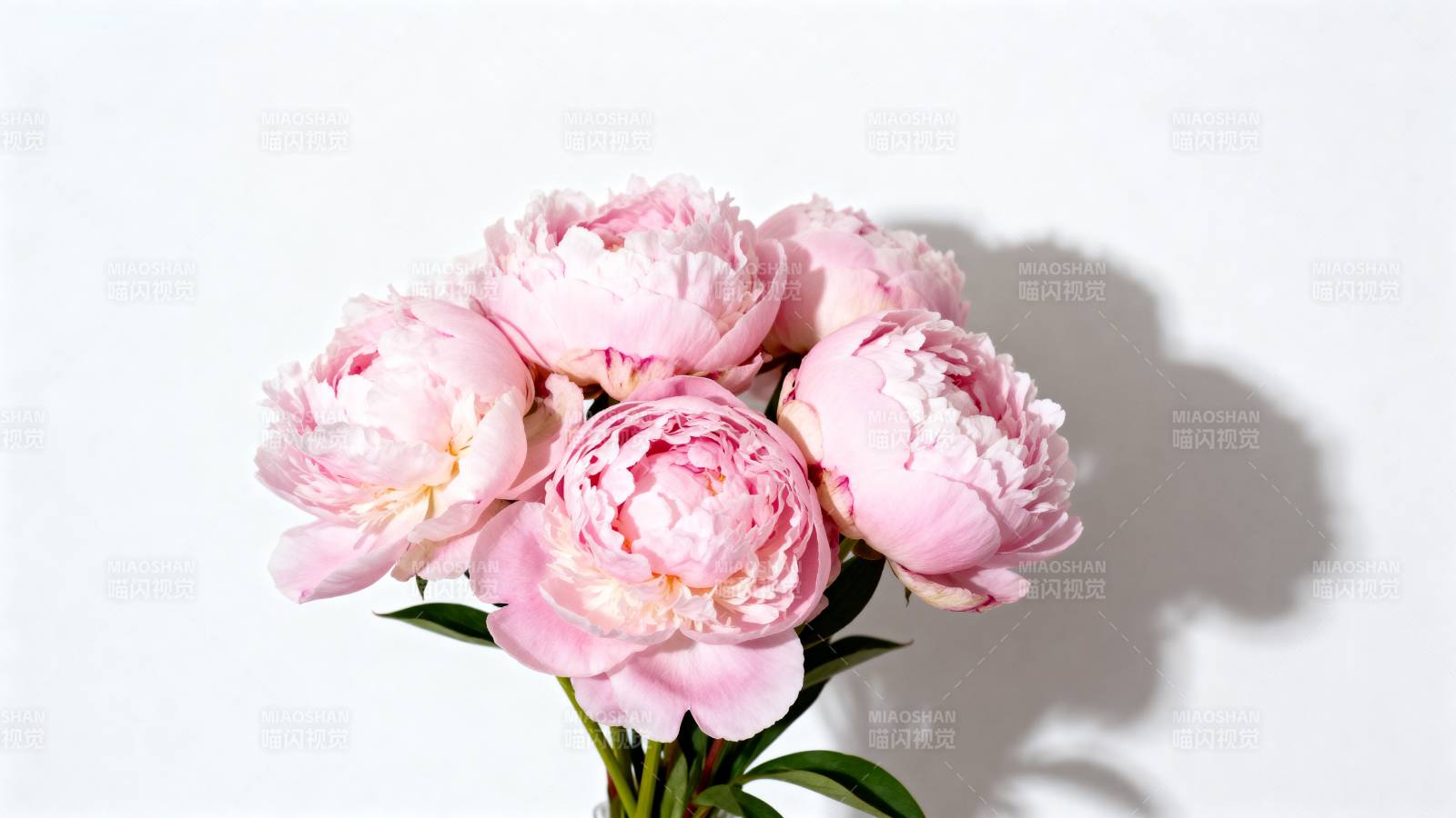 粉嫩牡丹绽放图片