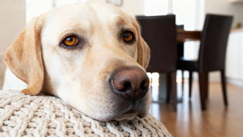金毛犬温馨凝视图片