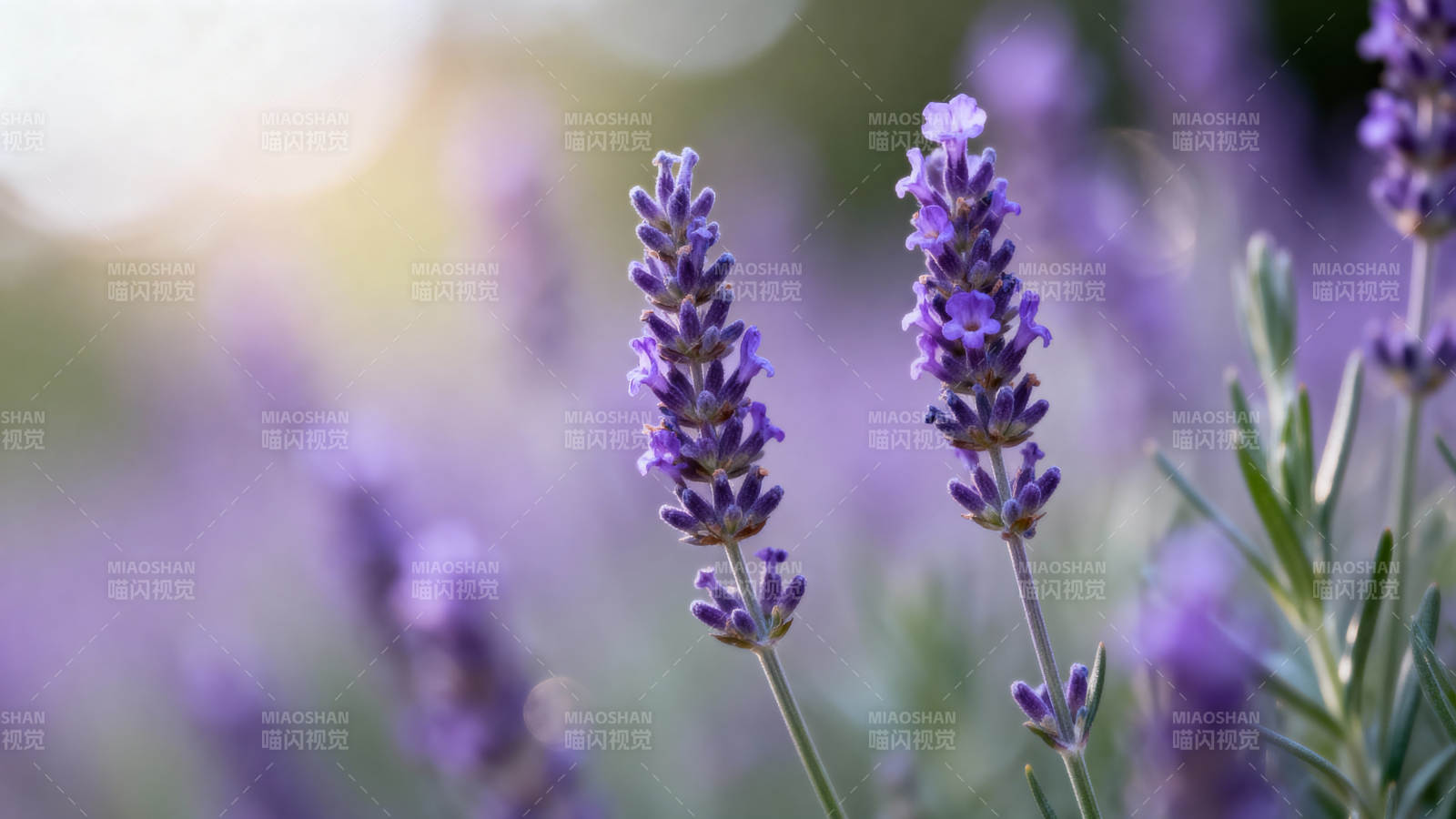 薰衣草花海图片