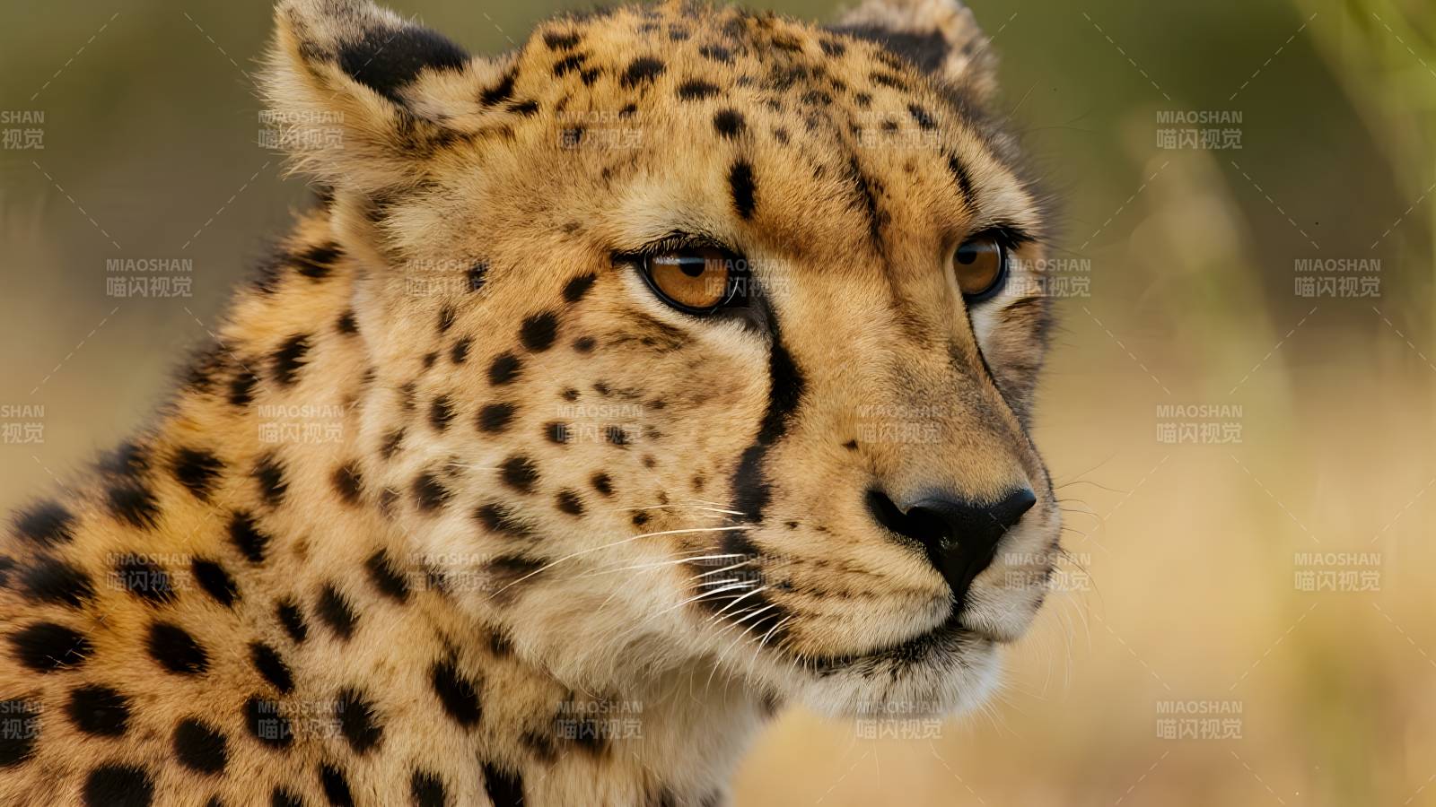 猎豹凝视远方图片