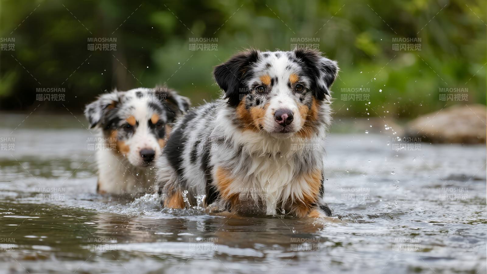 萌犬戏水 欢乐无限图片