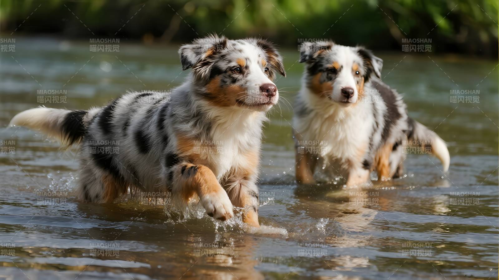 两只小狗水中嬉戏图片