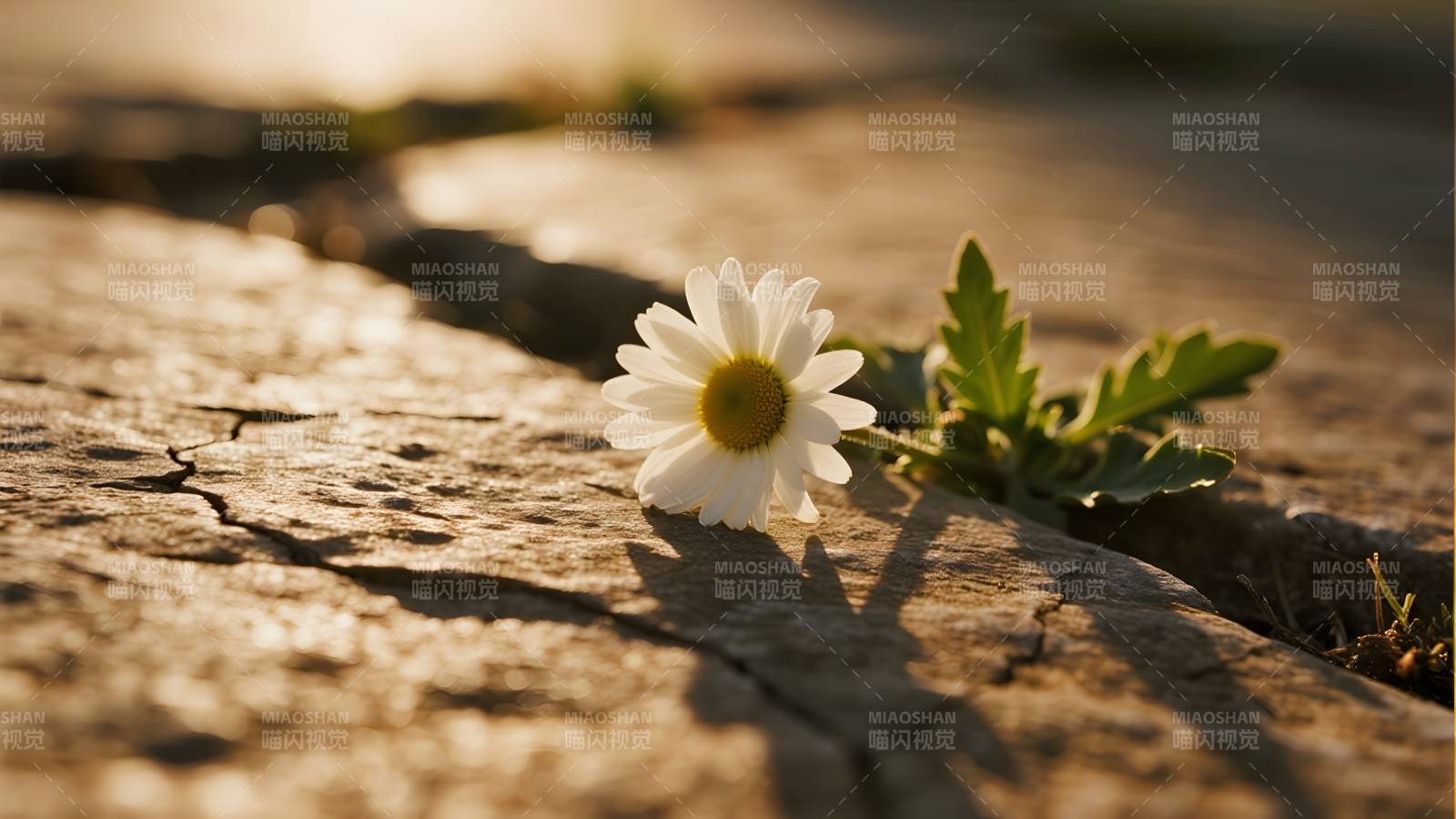 石缝中的小雏菊图片