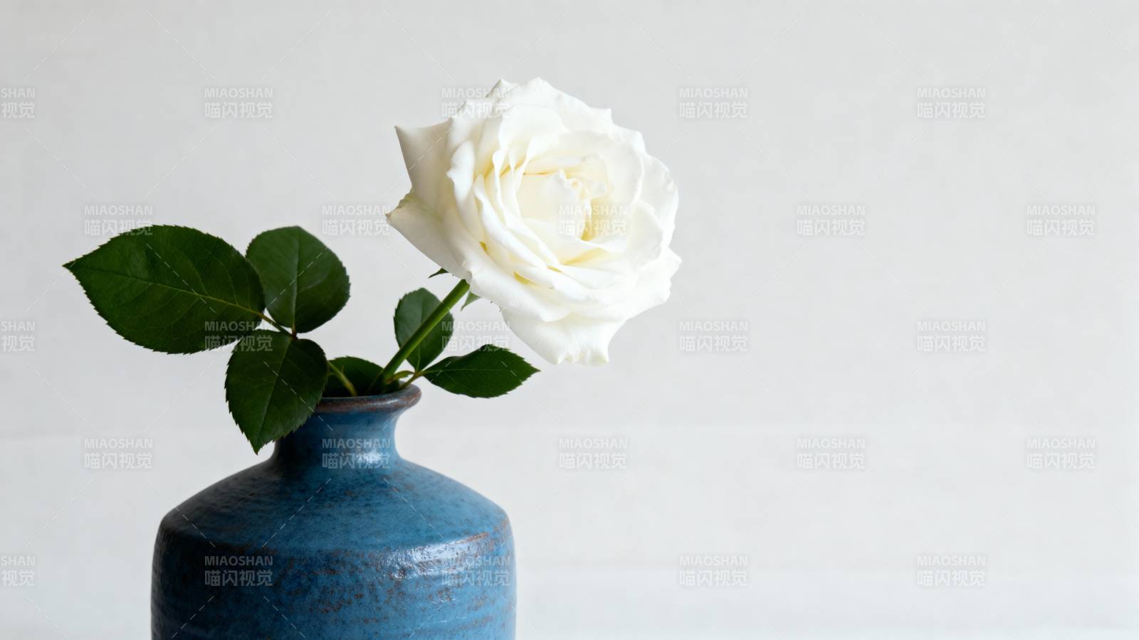 白玫瑰静物图片