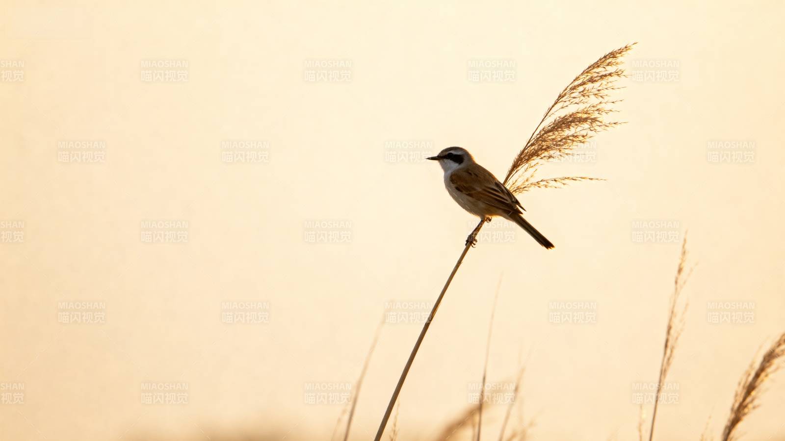 鸟栖芦苇晨曦中图片