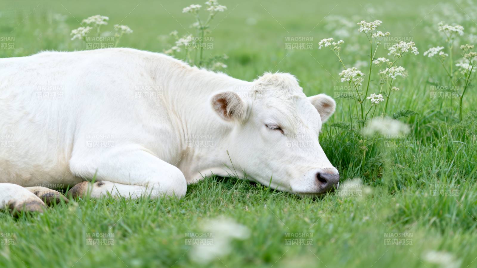 白牛卧草眠图片