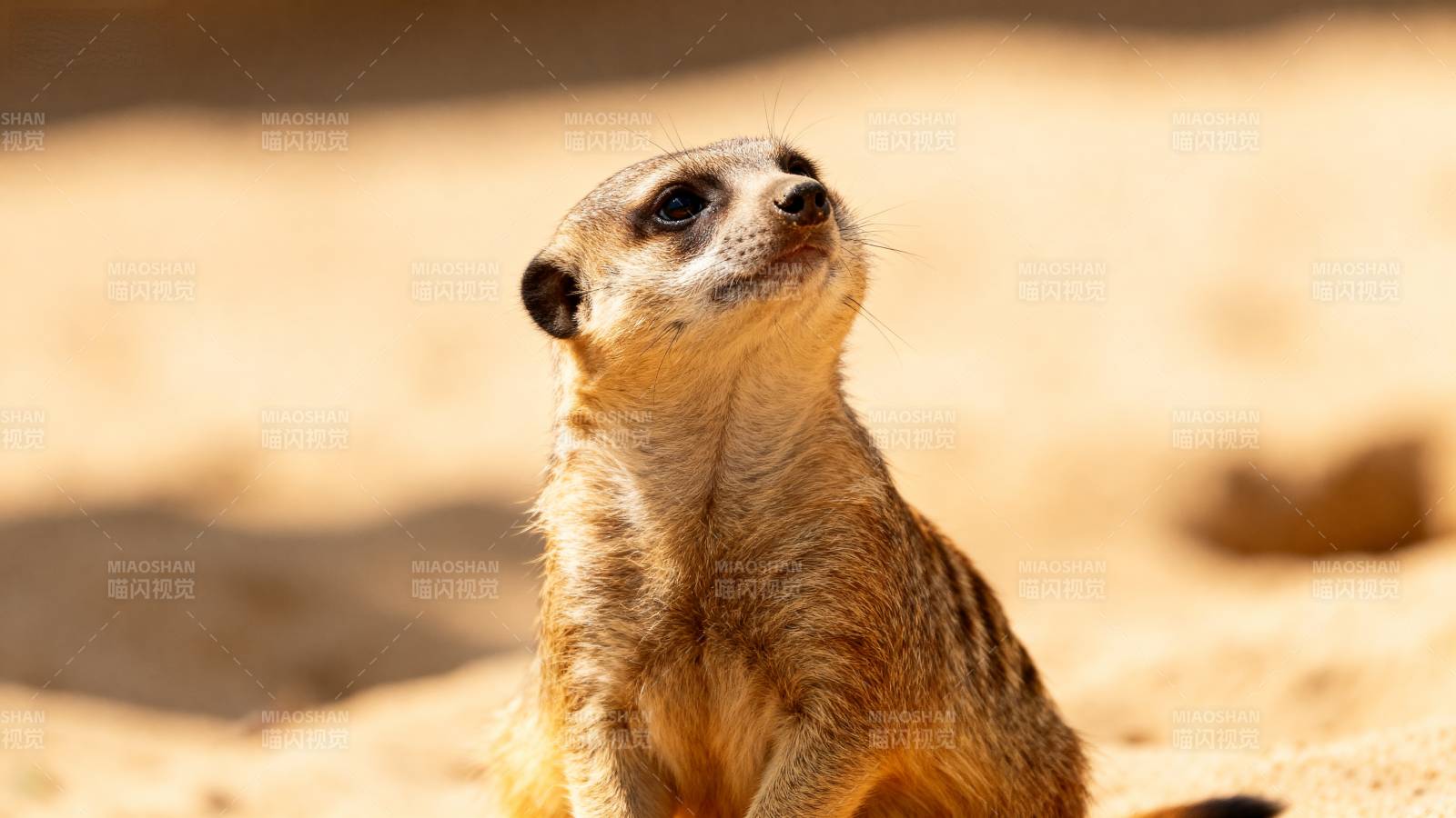 狐獴仰望天空图片