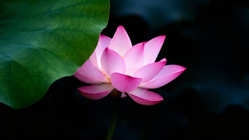 粉莲绽放 绿叶相伴图片