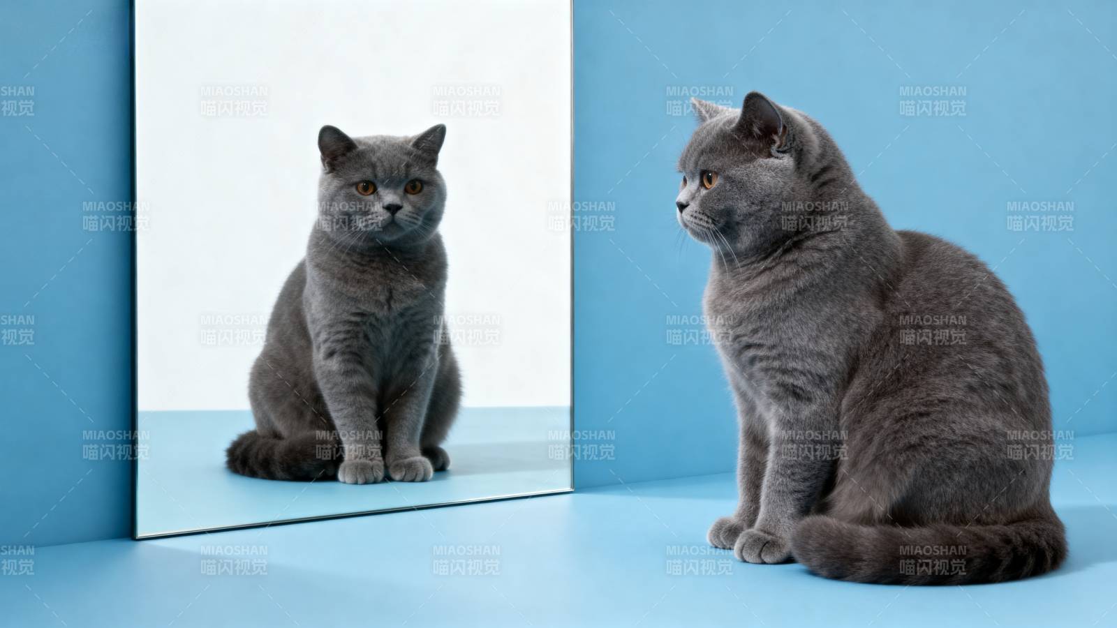 猫与镜中影图片