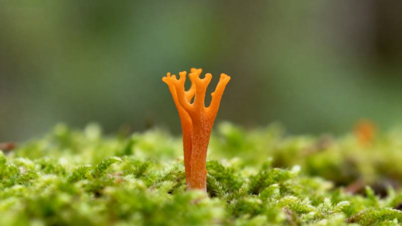 橙色苔藓菌图片