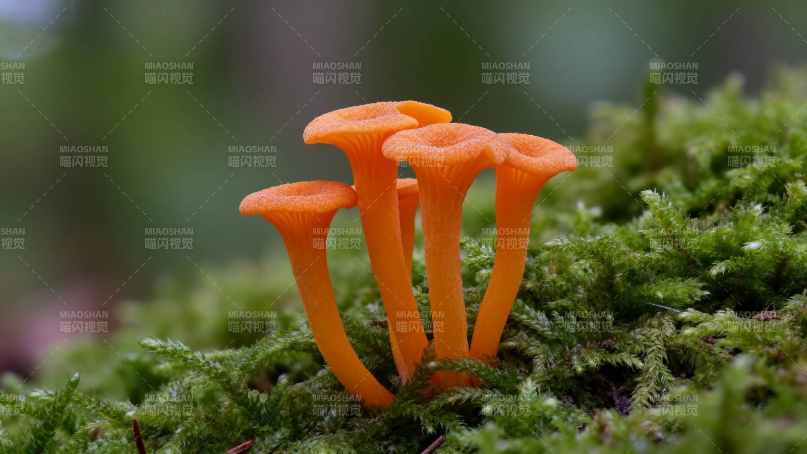 橙色小菇丛生图片