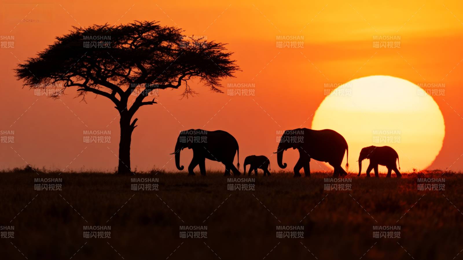 夕阳下的象群剪影图片