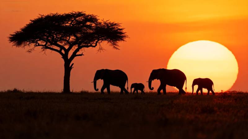 夕阳下的象群剪影图片