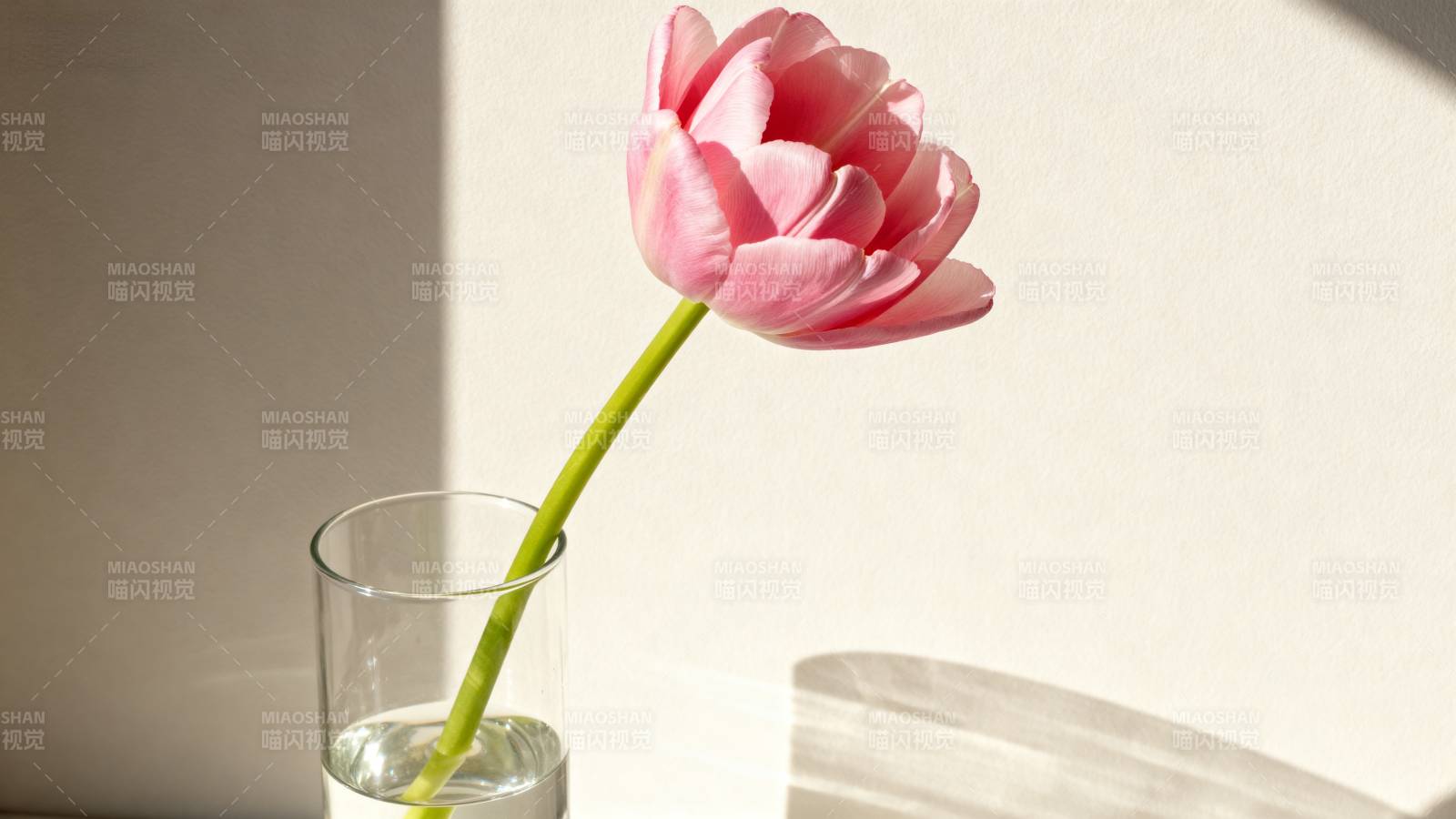 粉花静置 光影温柔图片