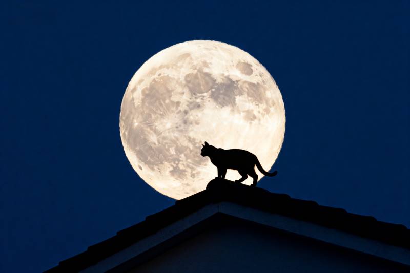 月下猫影图片