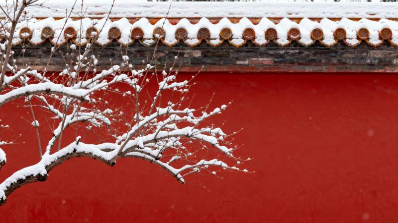 雪覆枝头映红墙图片