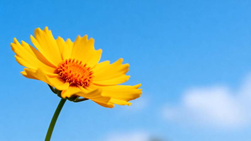 黄花映蓝天图片