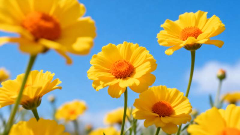 金菊绽放蓝天间图片