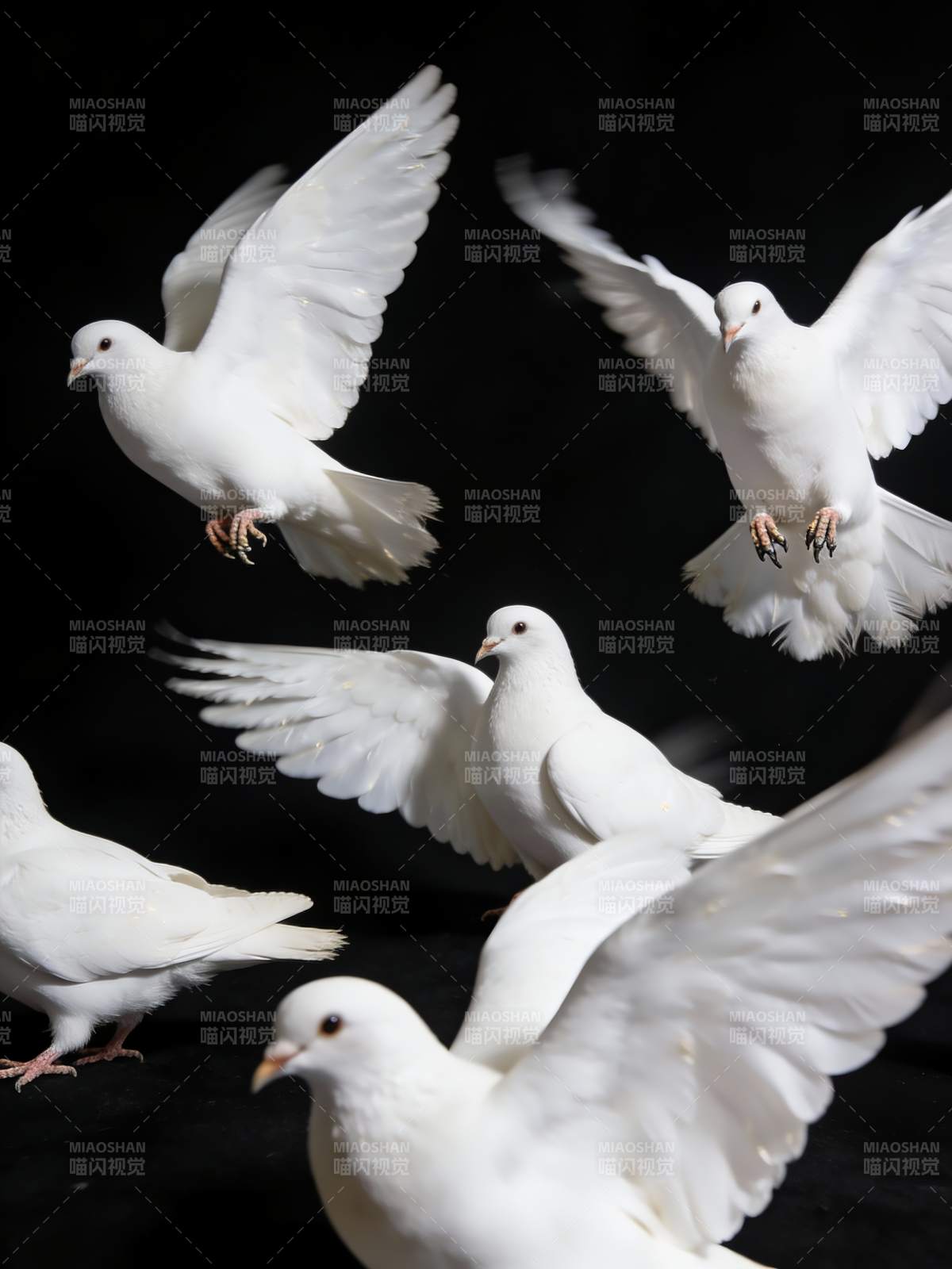 白鸽飞翔图片