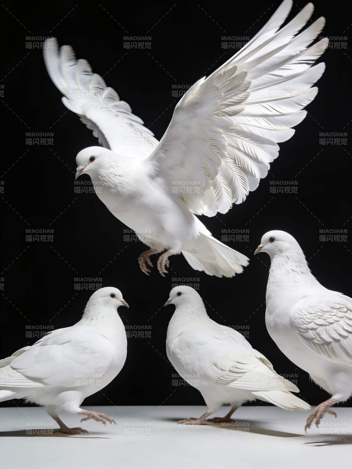 白鸽飞翔 宁静之美图片