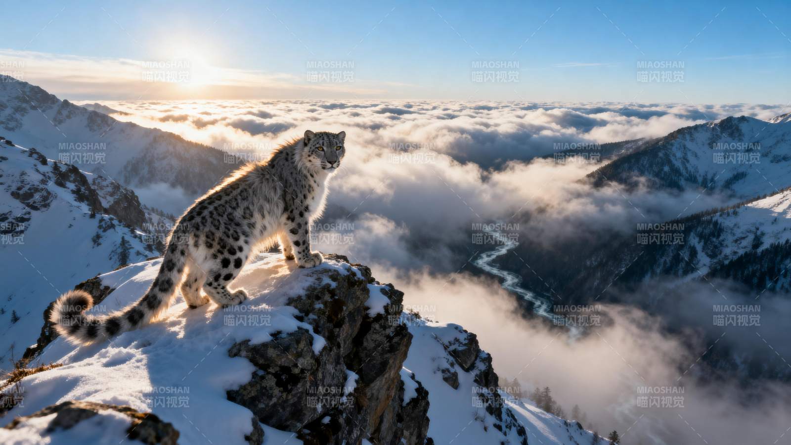雪豹登顶观云海图片