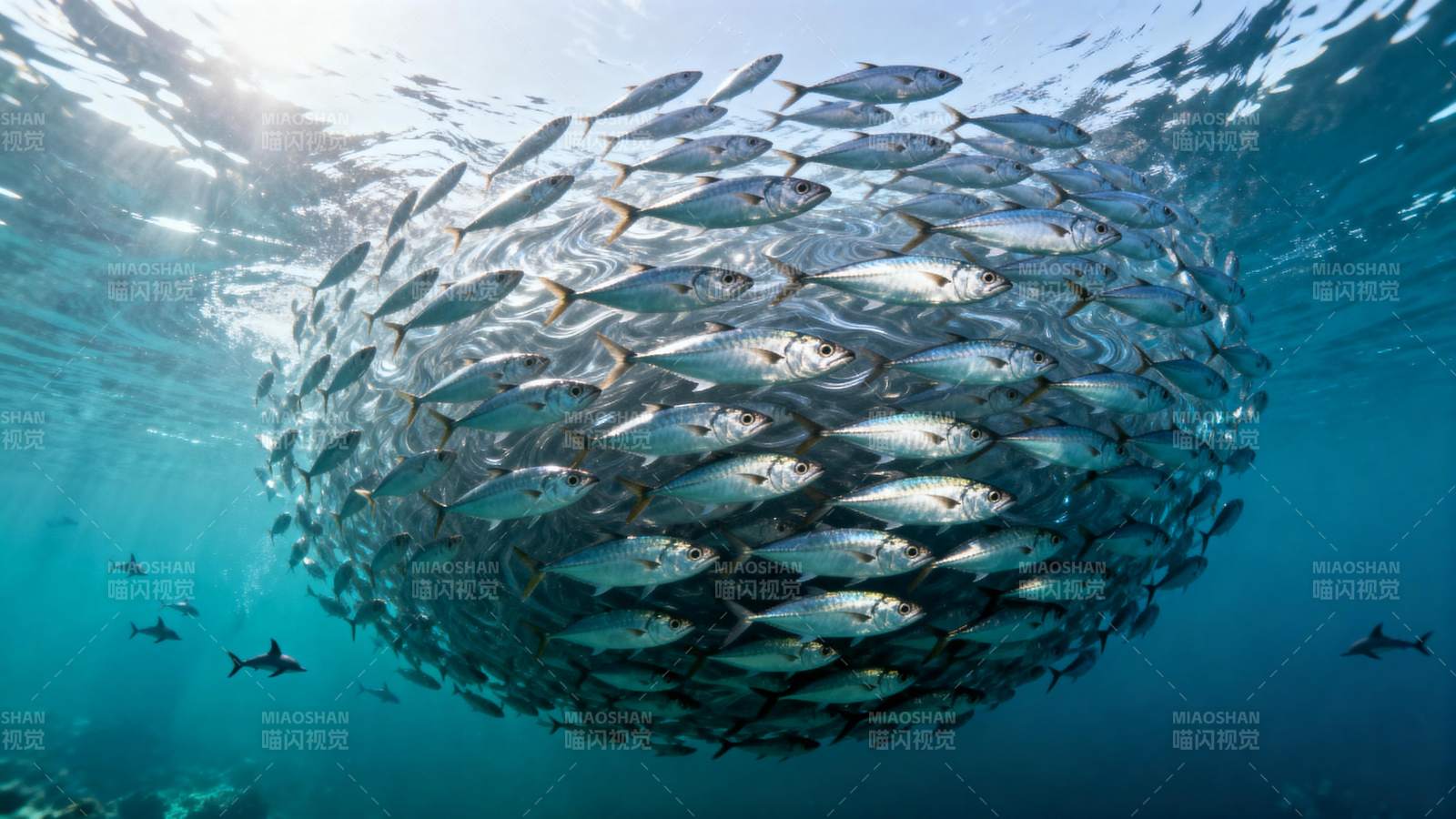 鱼群旋舞海底图片