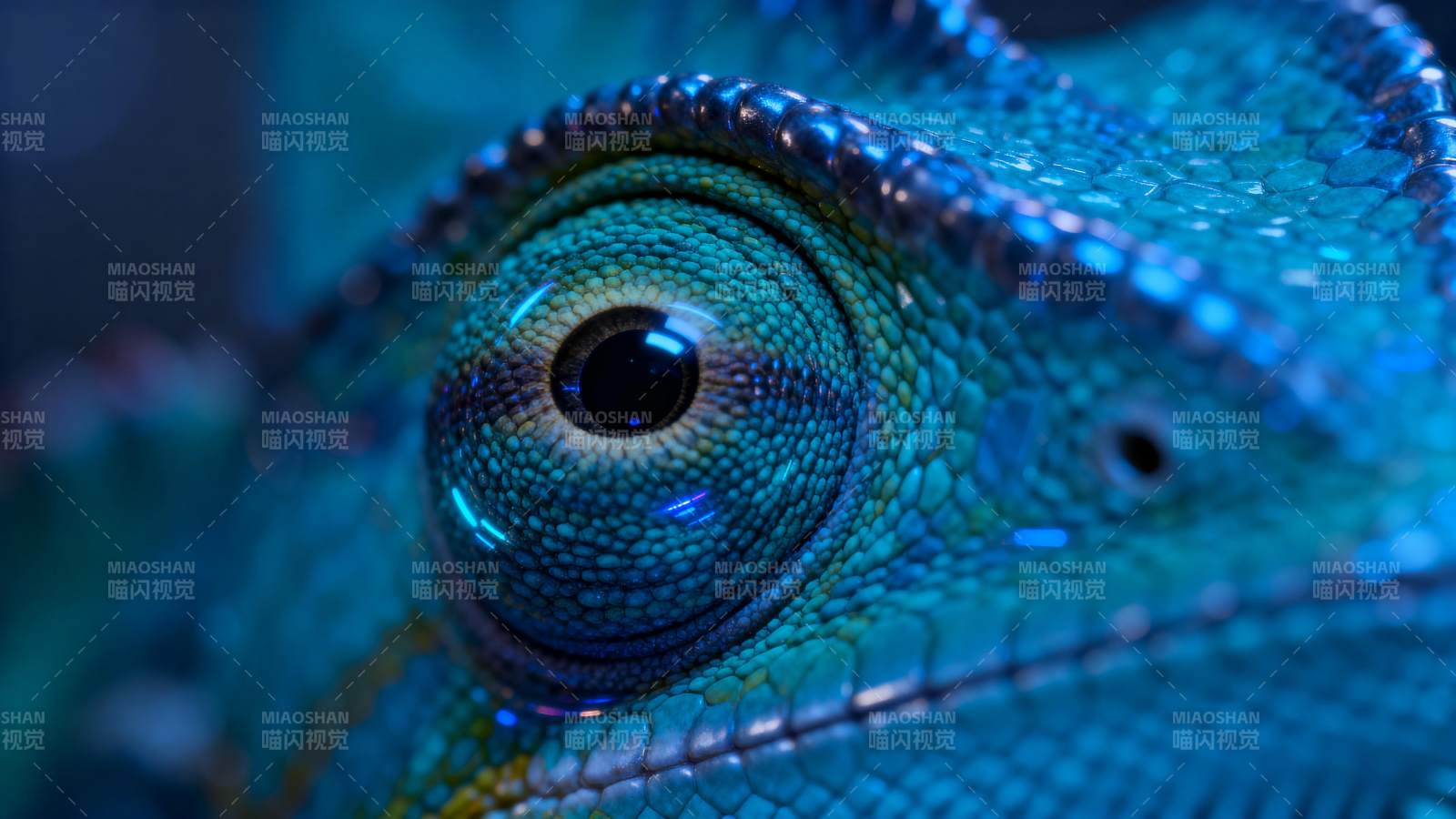 蓝绿蜥蜴眼特写图片