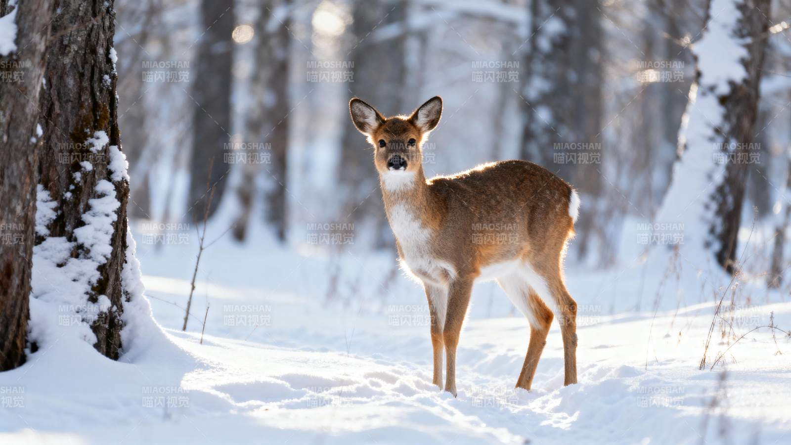 雪林中的小鹿图片