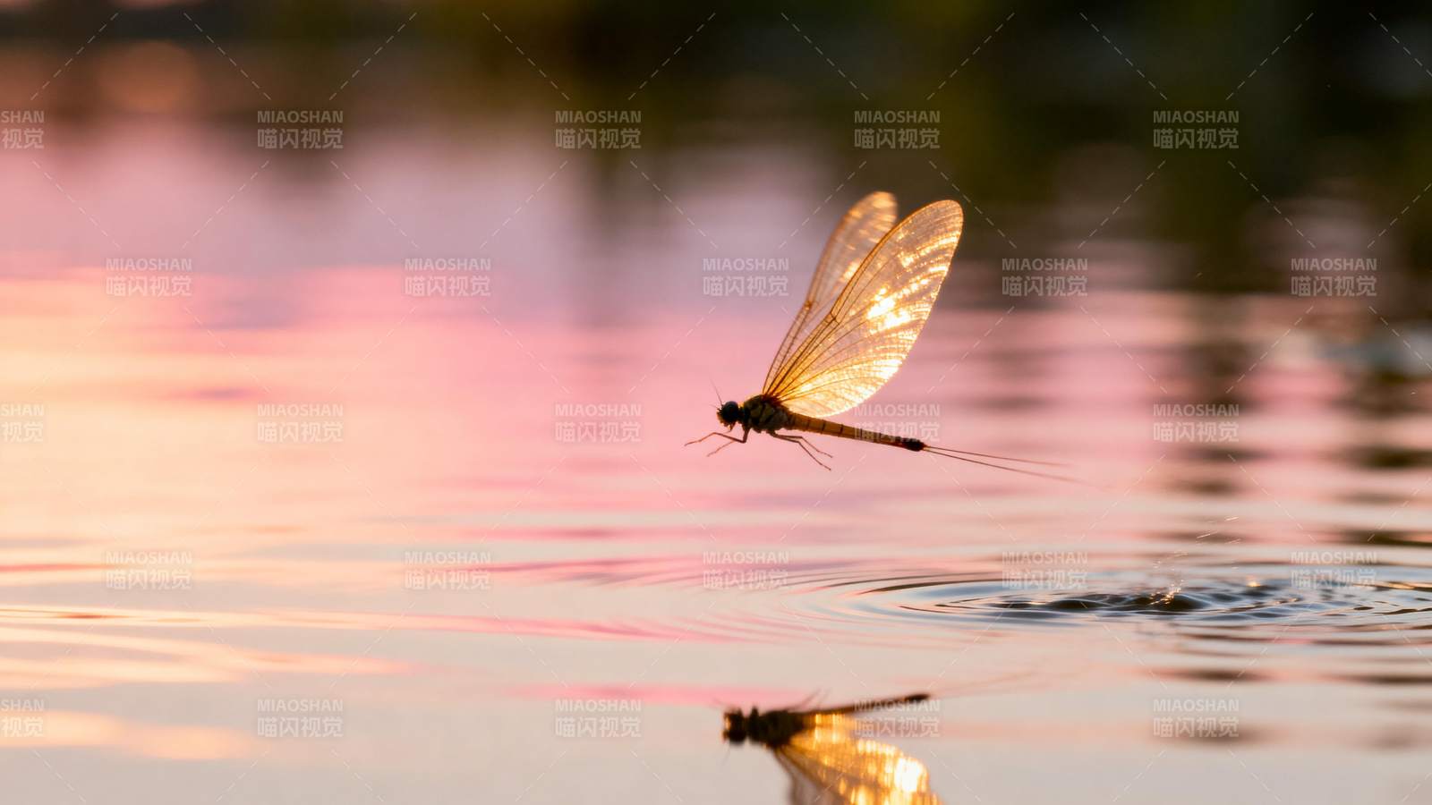蜻蜓点水 霞光映影图片