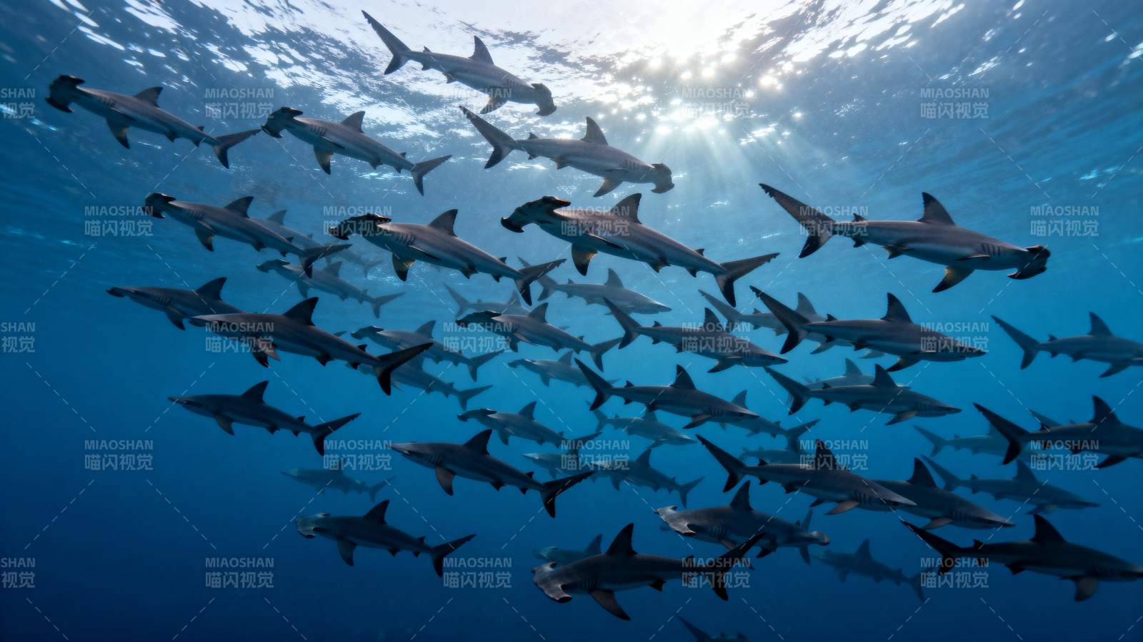 鲨鱼群游深海图片