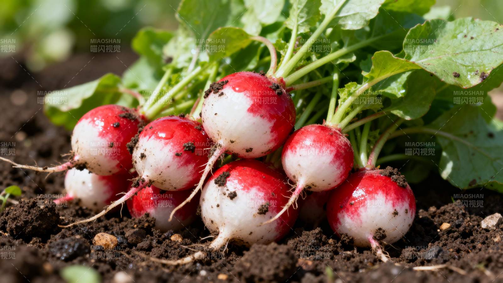 新鲜红皮萝卜图片