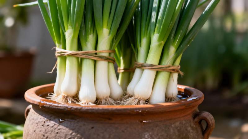 盆栽葱苗生机勃勃图片