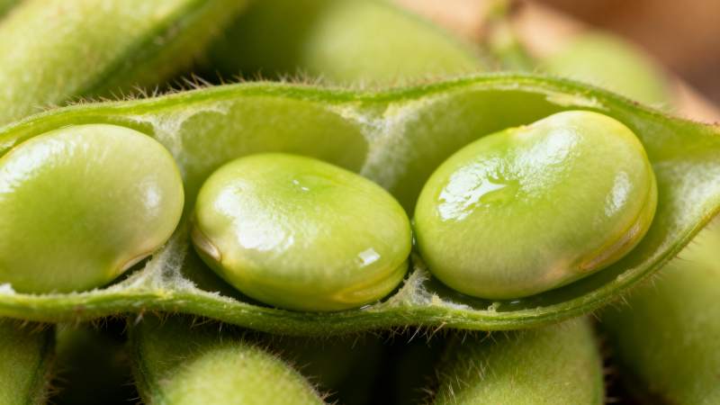 新鲜毛豆荚特写图片